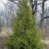 Christmas Trees